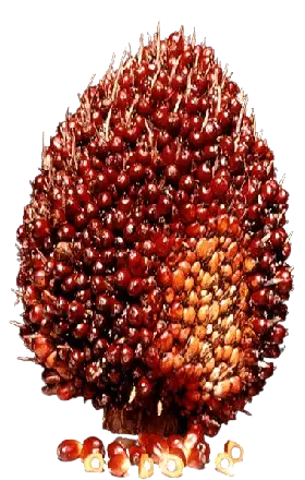 Ready stok Abu Janjang Sawit — kualitas tinggi K2O, cocok untuk sawit, padi & tanaman buah. Bisa kirim seluruh Indonesia. Hubungi kami untuk penawaran grosir & retail. Harga kompetitif, pengiriman cepat.